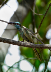 Green Bee-eater