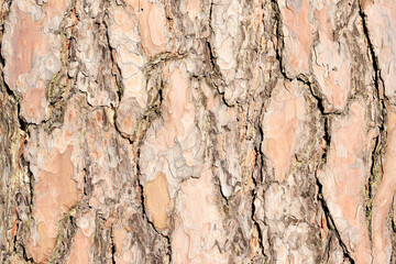 in the photo background from the bark of a pine closeup