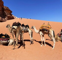 camels in wadi rum desert