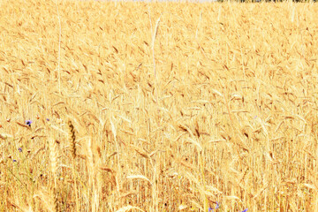 photo on the field of ripe wheat