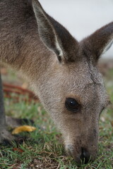 CANGURO AUSTRALIA FOTOGRAFIA ANIMAL