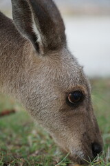 CANGURO AUSTRALIA FOTOGRAFIA ANIMAL
