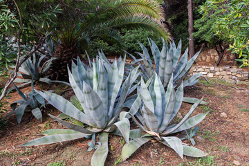 Bushes of ornamental Agave americana in park in overcast day
