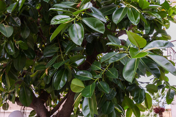Part of Ficus elastica with young leaves in public garden