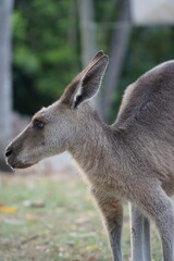 CANGURO AUSTRALIA FOTOGRAFIA ANIMAL
