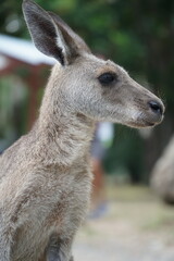 CANGURO AUSTRALIA FOTOGRAFIA ANIMAL