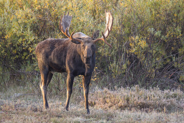 Bull Moose During the Rut in Wyoming in Autumn