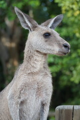 CANGURO AUSTRALIA FOTOGRAFIA ANIMAL
