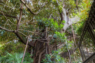 Bottom part of the trunk of old Ficus elastica tree