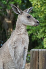 CANGURO AUSTRALIA FOTOGRAFIA ANIMAL
