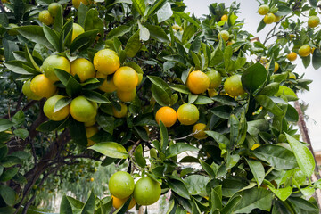 Part of tangerine tree with ripening fruits after a rain