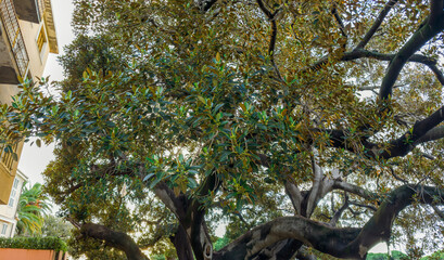 Thick branches of old spreading Ficus elastica tree in park