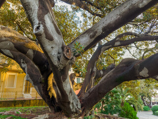 Trunks of old spreading Ficus elastica tree branching off the ground