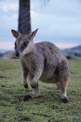 CANGURO AUSTRALIA FOTOGRAFIA ANIMAL