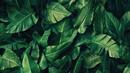 Lush green tropical leaves in a dense foliage background showcasing rich textures and vibrant shades of green for nature-themed designs.