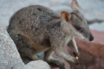 CANGURO AUSTRALIA FOTOGRAFIA ANIMAL