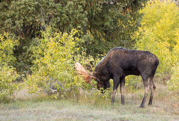 Bull Moose During the Rut in Wyoming in Autumn