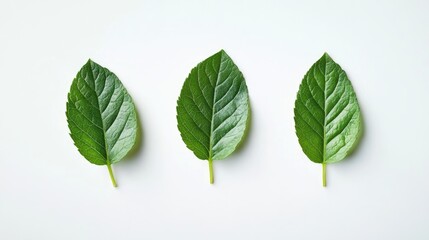 Obraz premium Fresh green Melientha suavis leaves arranged on a white background showcasing a unique vegetable ingredient for northern cuisine use