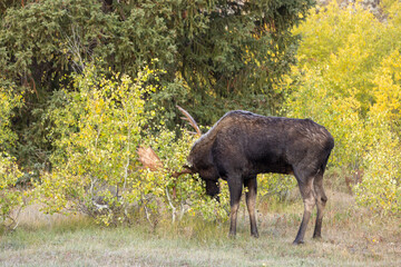 Bull Moose During the Rut in Wyoming in Autumn