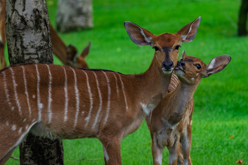 Mother and baby Nyala