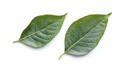 Obraz premium Fresh green leaves isolated on a white background showcasing natural texture and vibrant color from a tree in a residential area