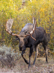 Bull Moose During the Rut in Wyoming in Autumn