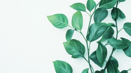 Fresh green leaves arranged elegantly on a light background showcasing nature's beauty and vibrant colors ideal for organic or wellness themes