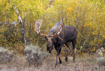 Bull Moose During the Rut in Wyoming in Autumn