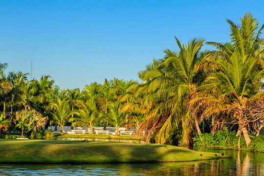 A lush green forest with palm trees and a pond