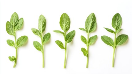 Obraz premium Culantro leaves arranged neatly on a white background showcasing their vibrant green colors and distinct leaf textures