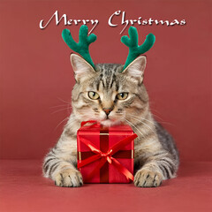 Merry Christmas concept holiday vacation winter greeting card with text - Cool cat with reindeer antlers and red giftbox with ribbon, on red background 