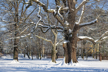 Wintergiganten im Gothaer Park