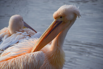 A great white pelican, also known as eastern white pelican, preens next to a lake.