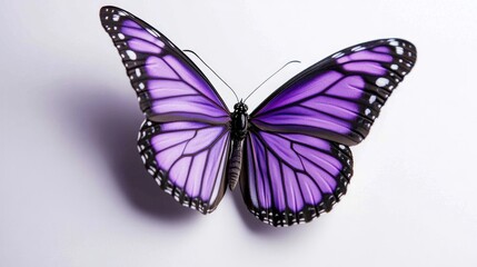 Elegant purple butterfly in upper wing profile with delicate details against a clean background showcasing nature's beauty and gracefulness.