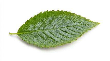 Obraz premium Macro shot of a vibrant green fern leaf isolated on a white background ideal for educational content in science and nature publications