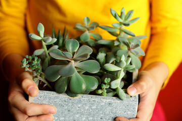 the child hands hold a pot of miniature succulents. the concept of breeding unpretentious indoor...