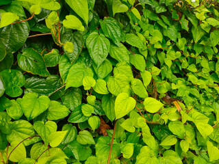 Close up of betel leaf or Piper betle.