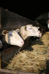 Farm animals in Bergerie National - Model farm - Rambouillet - Yvelines - Ile-de-France - France