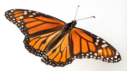 Fototapeta premium Monarch Butterfly High-Angle Close-Up, Orange and Black Wings, Insect Detail, Nature Photography Butterfly, Insect, Monarch