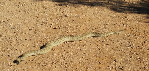 snake in the sand