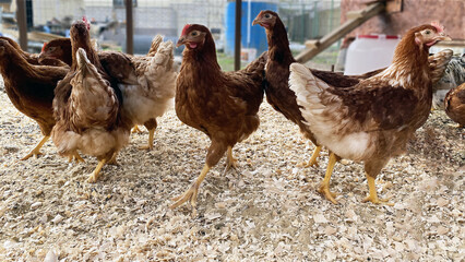 a lot of chickens in a chicken coop close up
