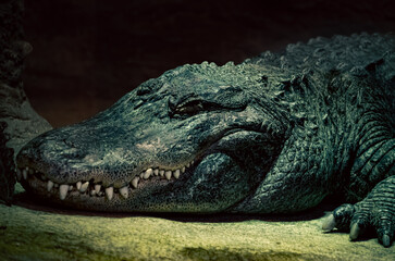 alligator