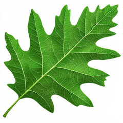 Fototapeta premium detailed green oak leaf showcasing intricate vein patterns and vibrant color. This natural element represents growth and beauty of nature