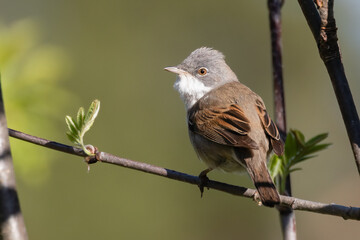 Common whitethroat