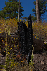 Forest fire recovery surrounds black, burned tree stumps in Chiricahua Mountains, Arizona, Southwest United States