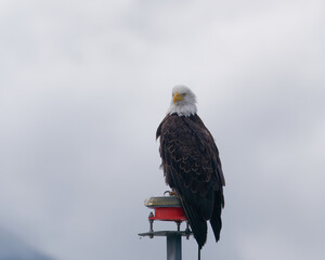 Close-up photo of a Bald eagle perched on a pole at the entrance to Seward Harbor in Alaska, USA