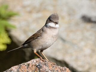 Fototapeta premium Common whitethroat