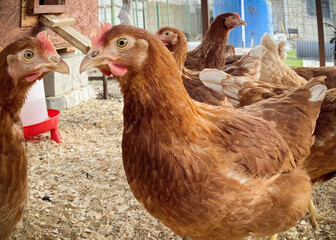 portrait of a lot of chickens in a chicken coop close up