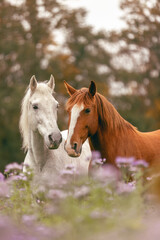 Fototapeta premium A chestnut brown lusitano and a white spain horse on a wildflower meadow in autumn outdoors