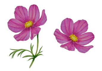 Watercolor illustration  of an isolated pink  flowers with delicate petals . Ideal for cards, design, textile, cover.